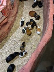 点击看大图 -Zoolung Zoolung动物主题公园(海信广场店)