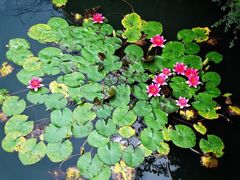 -荷塘月色湿地公园·向阳花洲