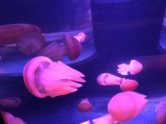 -悉尼海洋生物水族馆