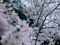 -武汉大学-樱园