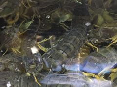 -班赞海鲜市场
