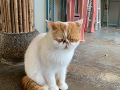 -喵屿·大理花园猫咖