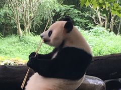 -都江堰中华大熊猫苑