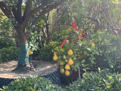 -龙大花卉苗木市场