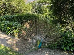 -吉隆坡雀鸟公园