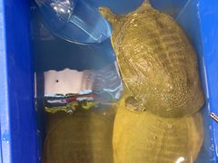 -状元甲·湖北甲鱼大王(汉口火车站店)