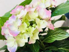 -秦美花卉(天朗·莱茵小城2期店)