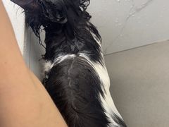 -安安宠医·臻爱宠物医院·宠保定点(营门口路分院)