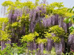 -嘉定紫藤园