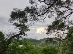 -深圳仙湖植物园
