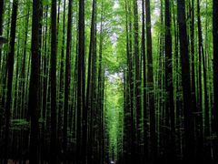 -山王坪喀斯特国家生态公园