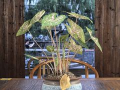 -月栖华明-云间草堂清茶馆(泗泾古镇店)