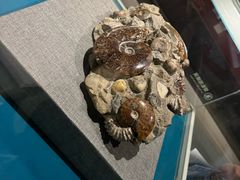 -青岛贝壳博物馆