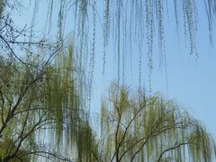 -柳浪闻莺公园