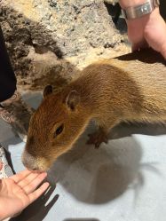 -Zoolung Zoolung动物主题公园(海信广场店)