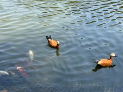 -西双版纳原始森林公园