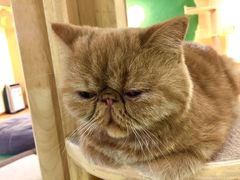 -猫和宫(六道口店)