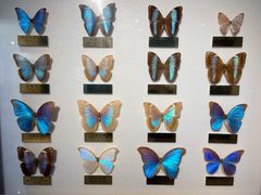 -上海昆虫博物馆