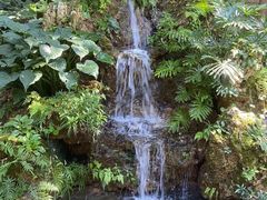 -深圳仙湖植物园