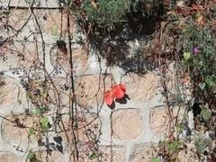 -意大利农场度假村