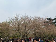 -武汉大学-樱园
