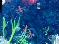 -芜湖新华联大白鲸海洋公园