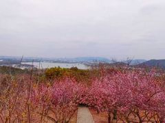 -香雪海