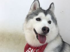 -Husky Go!哈士奇体验馆·宠物咖啡厅狗咖