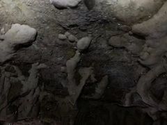 -怀托摩萤火虫洞