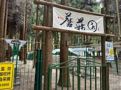 -武陵山森林公园