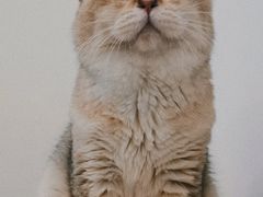 -有喵·猫咖·狗咖·40+猫狗有小奶狗(岗厦店)