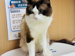 -瑞派康怡24h宠物医院·犬猫医疗中心·微创绝育(瑞景分院)