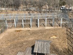 -青藏高原野生动物园