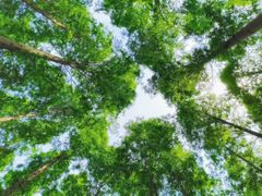 -黄海国家森林公园