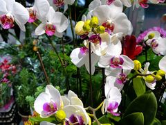 -循礼门鲜花花市(武汉循礼门店)