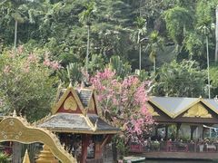 -西双版纳原始森林公园