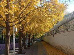 -三里屯东五街银杏大道