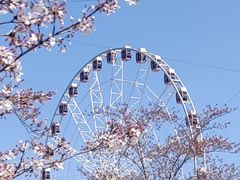 -顾村公园