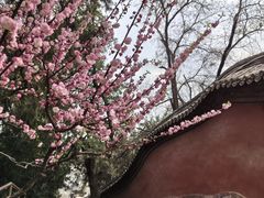 -颐和园