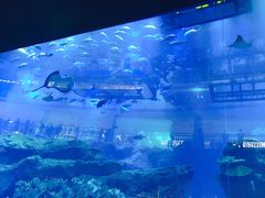 -迪拜水族馆及水下动物园