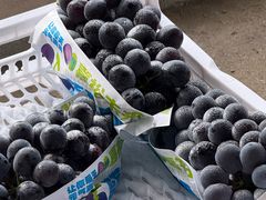 -马陆小张葡萄园农家乐