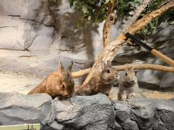 -Zoolung Zoolung动物主题公园(海信广场店)