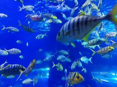 -太平洋海底世界