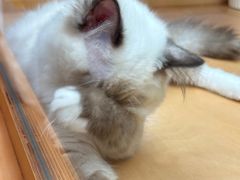 -帕帕拉兹宠物(亚洲旗舰店)