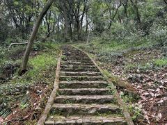 -上海佘山国家森林公园天马山园
