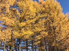 -塞罕坝国家级自然保护区