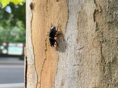 -西南交通大学(九里校区)