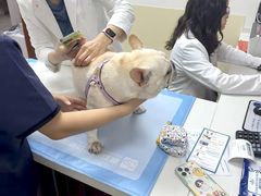-美联众合动物医院·24h转诊中心