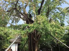 -上海佘山国家森林公园天马山园