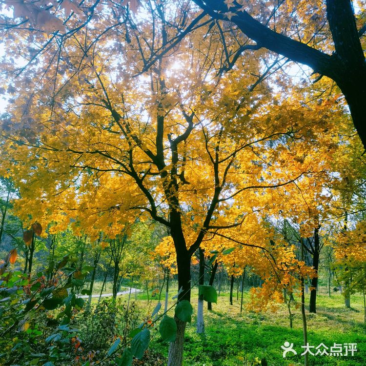 秋天去哪看红叶银杏，来奥森公园吧